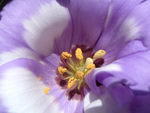 Lisianthus
